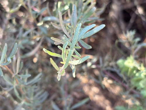 Fourwing Saltbush