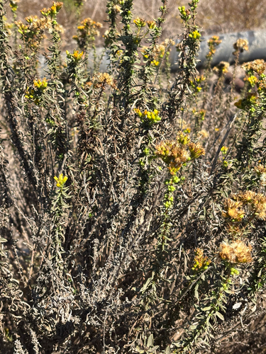 Coastal Goldenbush