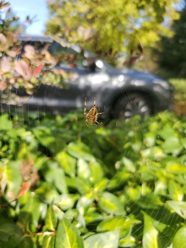 Cross Orbweaver