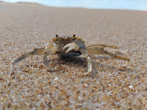Cyrtograpsus angulatus