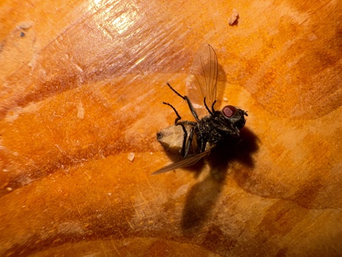 Common House Fly
