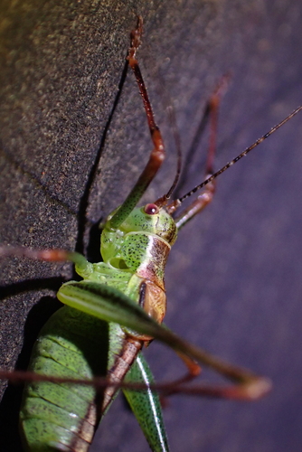 Speckled Bush-cricket
