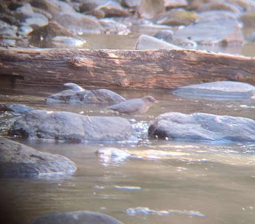 American Dipper