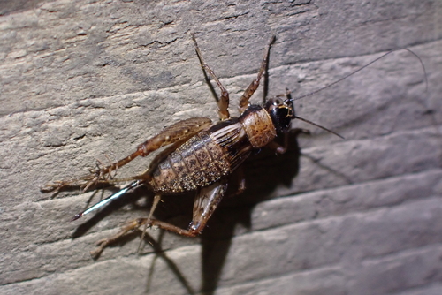 Wood Cricket