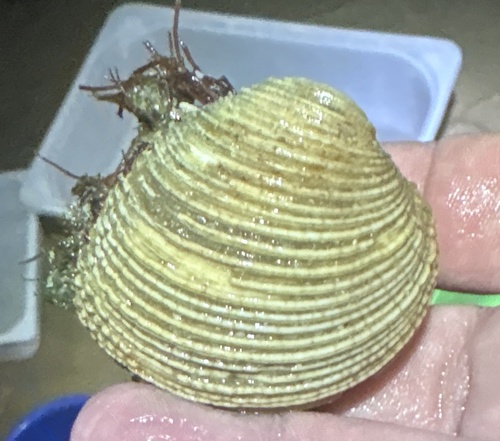 Warty Venus Clam