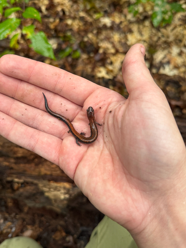 Eastern Red-backed Salamander