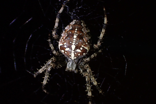 Cross Orbweaver