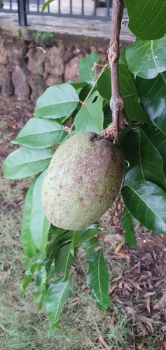 Saba senegalensis