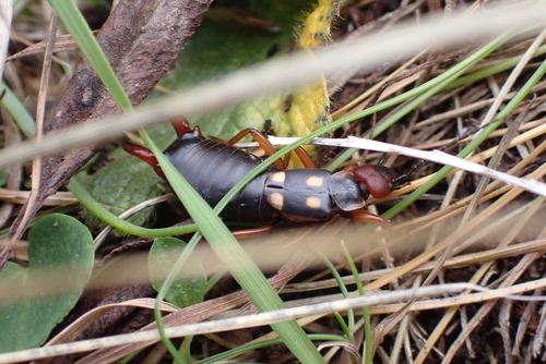 Anechura bipunctata