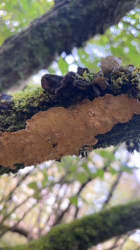 Broadleaf Bleeding-crust