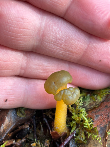Ochre Jelly Club