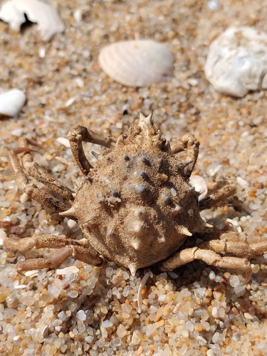 Spinyback Spider Crab