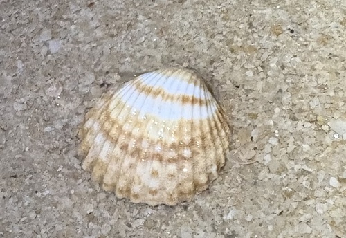 Rough Cockle