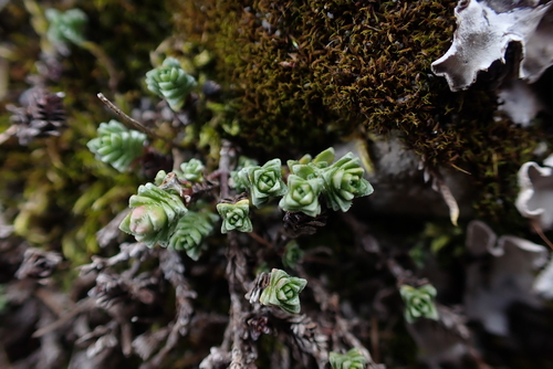 Purple Saxifrage