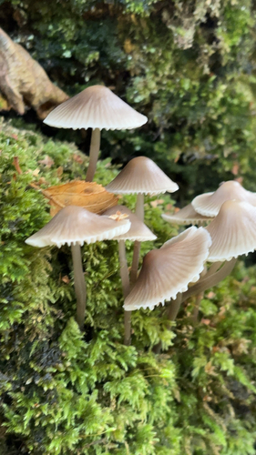 common bonnet