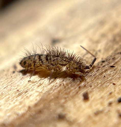 Shaggy Springtail