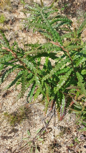 sweetfern