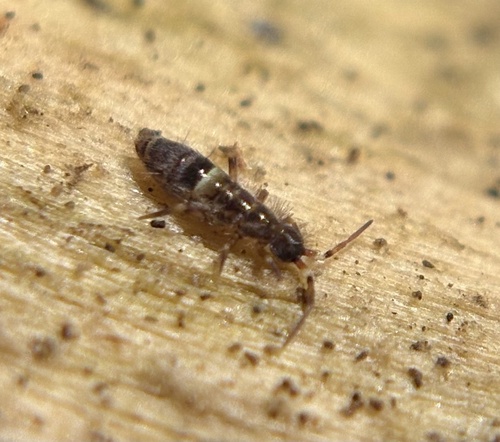Belted Springtail