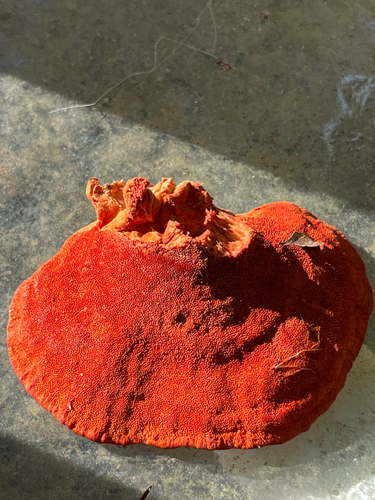 Northern Cinnabar Polypore