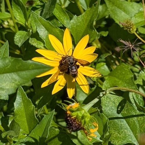 Giant Sweat Bee