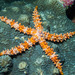 Egyptian Sea Star - Photo (c) Arial Simpson, all rights reserved, uploaded by Arial Simpson