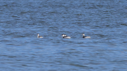Horned Grebe