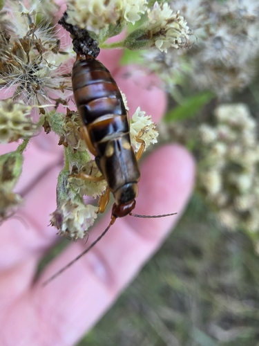 European Earwig