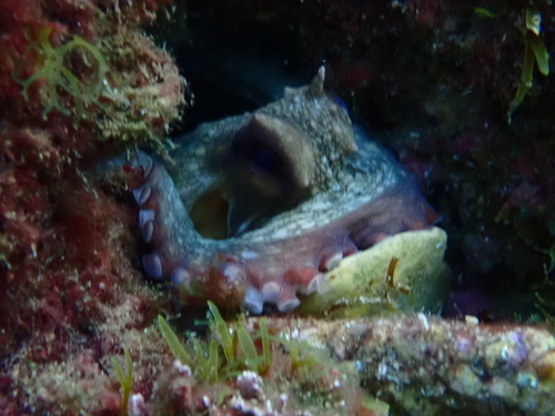 Common Octopus