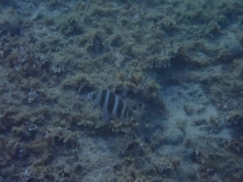 Horned Bream