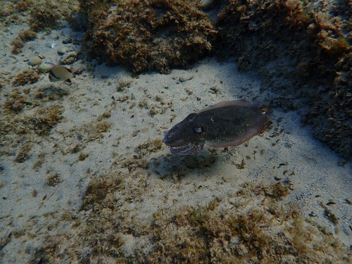 European Common Cuttlefish