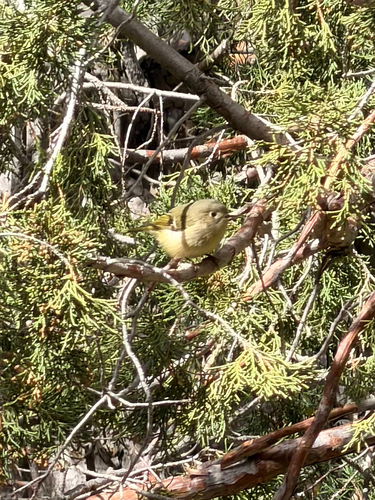 Ruby-crowned Kinglet