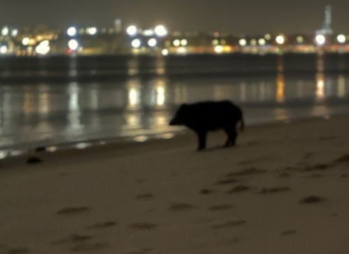 Wild Boar