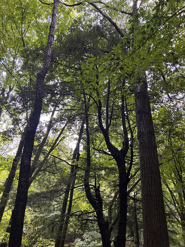 eastern hemlock