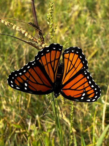 Viceroy
