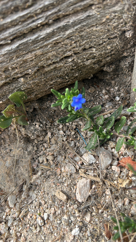 creeping gromwell