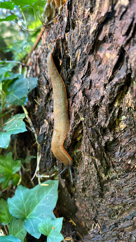 Black Slug