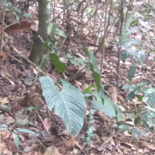 Philodendron ornatum