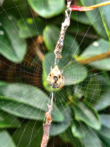 Conical Trashline Orbweaver