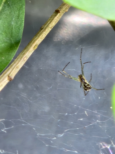 Neriene peltata