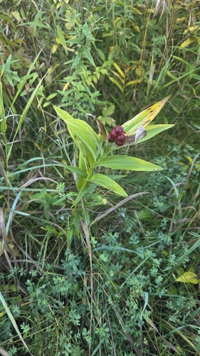 star-flowered lily-of-the-valley