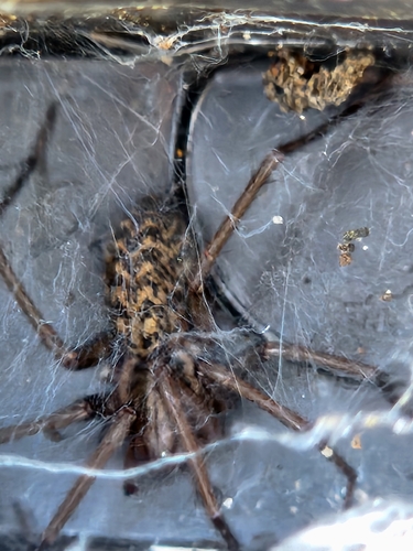 Giant House Spider