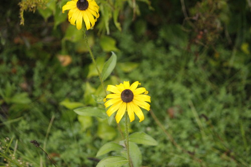 black-eyed Susan