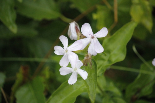 common soapwort