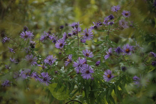New England aster
