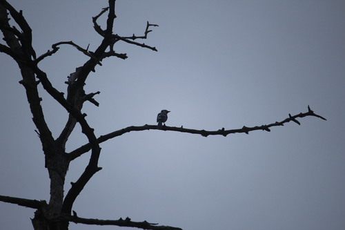 Blue Jay