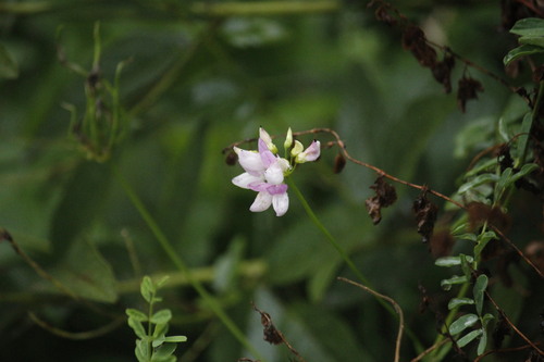 purple crownvetch