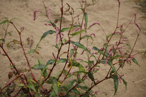 Far Eastern smartweed