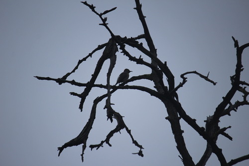 Northern Flicker