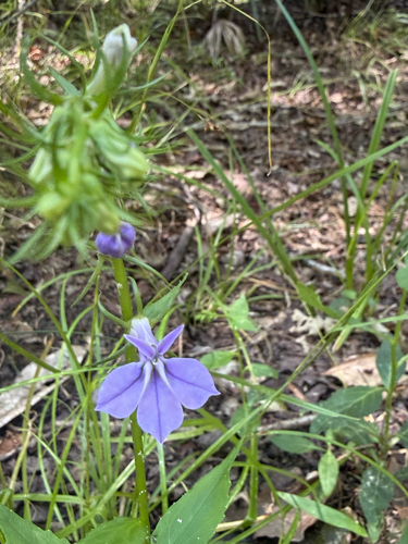 Southern Lobelia
