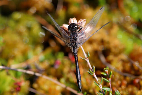 Black Meadowhawk